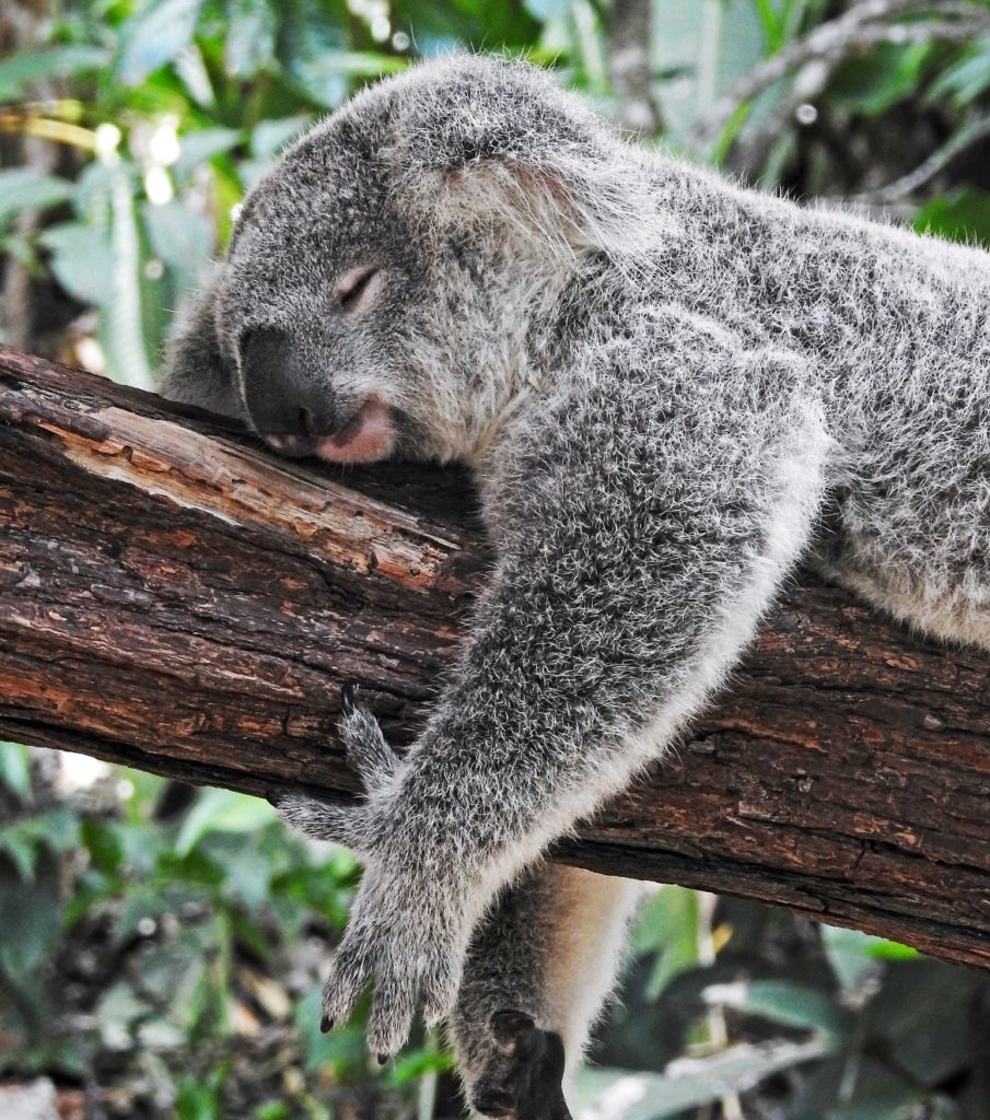 Koala en Australie - GObyAVA