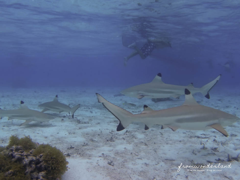 Requins en polynésie - GObyAVA