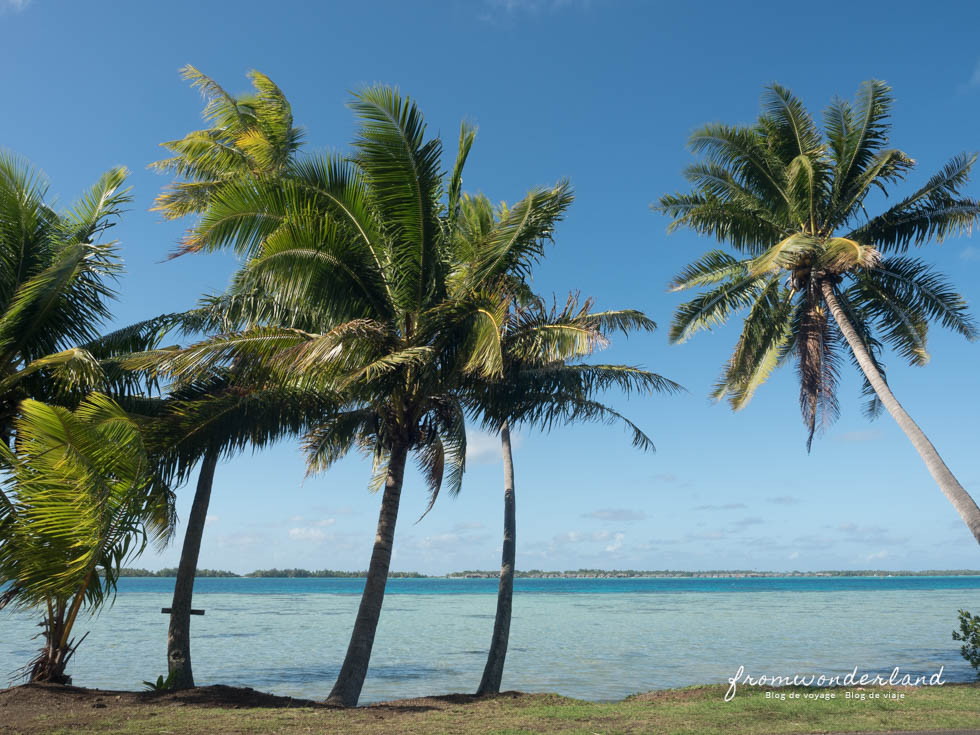 Palmiers sur la plage - GObyAVA
