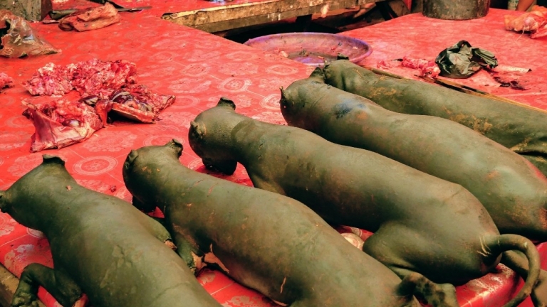 Chiens sur les marchés