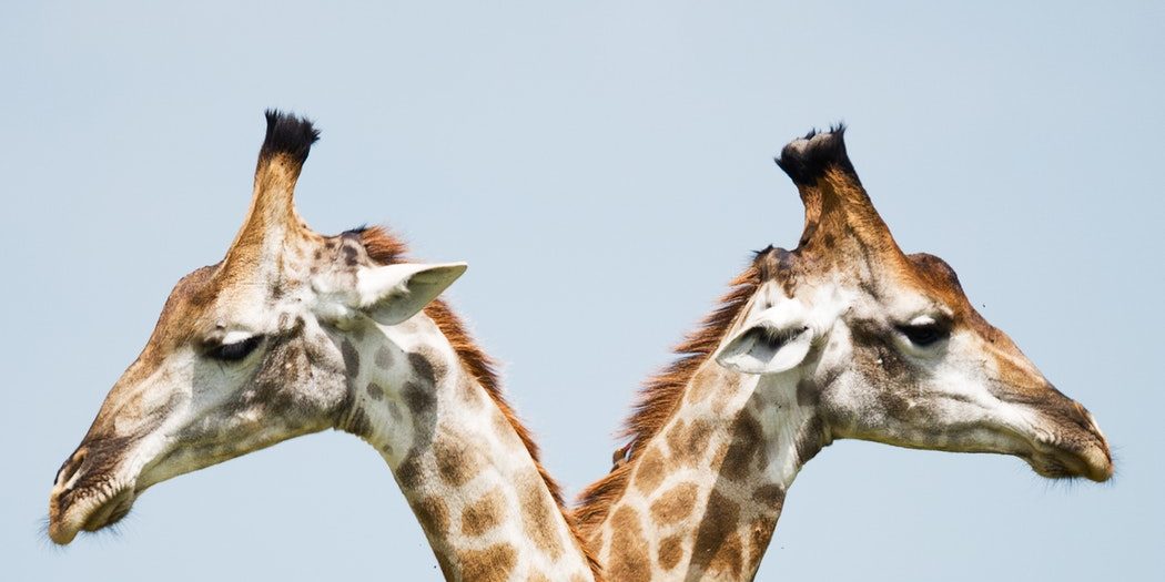 Vincent van Zallinge