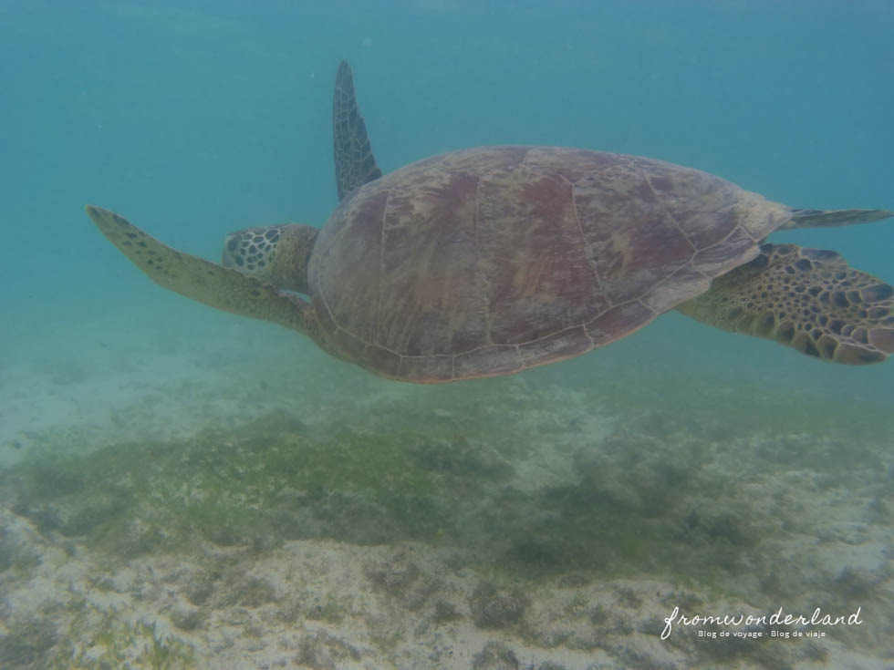 Tortue de mer