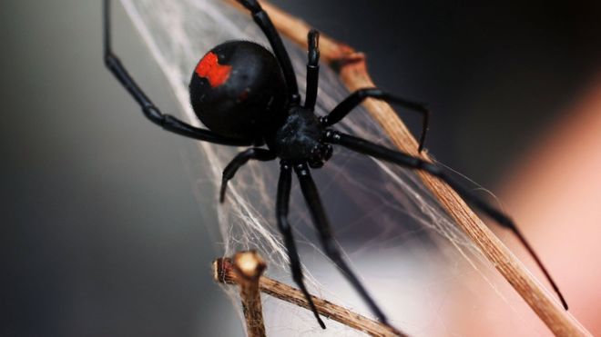 L'araignée red spider en gros plan