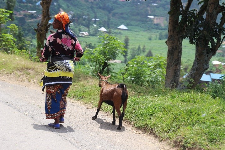 Femme promenant sa chèvre