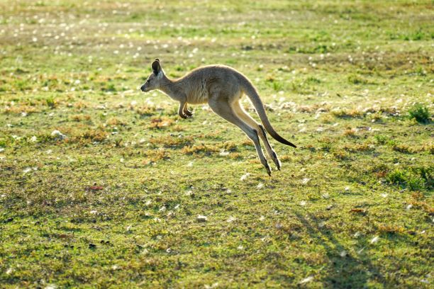 Kangourou sautant dans un champ