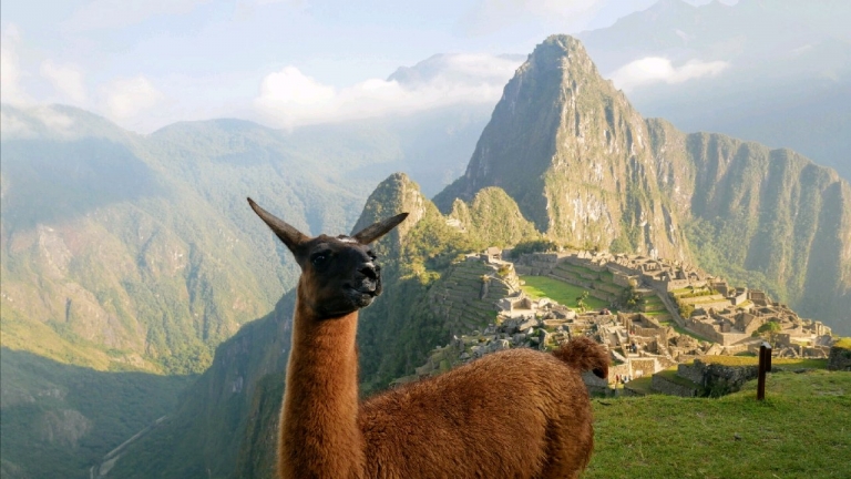Lama au Machu Picchu