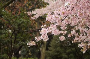 Les cerisiers en fleurs du Japon