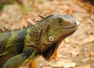 Guide de voyage Colombie - GObyAVA Gros lézard en Colombie - GObyAVA