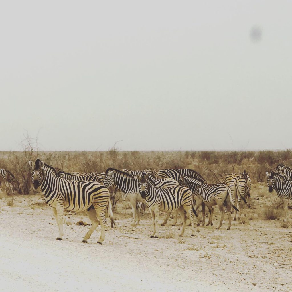 Zèbres dans le désert de Namib