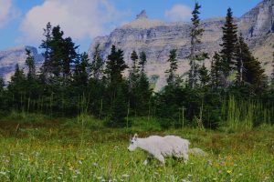 Glaciers National Park