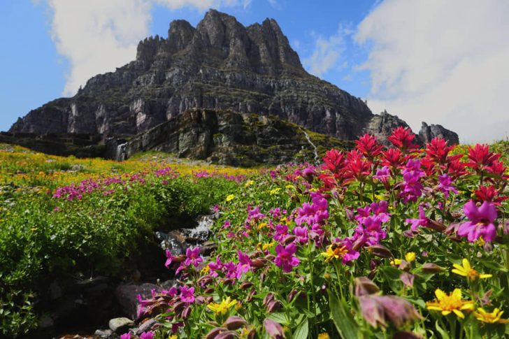 J2_Glaciers-National-Park_flowers_Bichette-Voyage_GObyAVA Glacier National Park