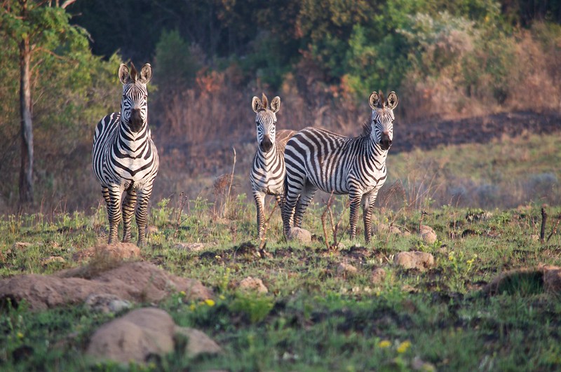 Guide de voyage Malawi - GObyAVA Zèbre dans un parc