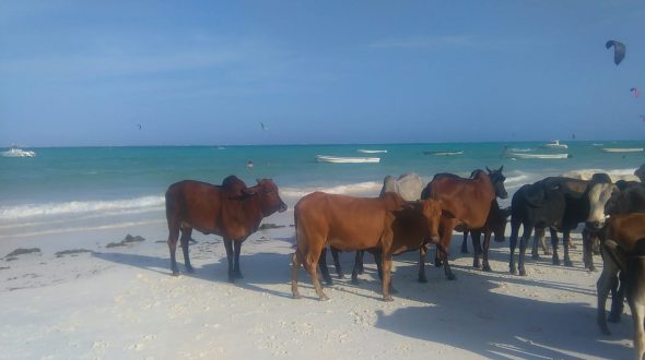 Les plages de la Tanzanie