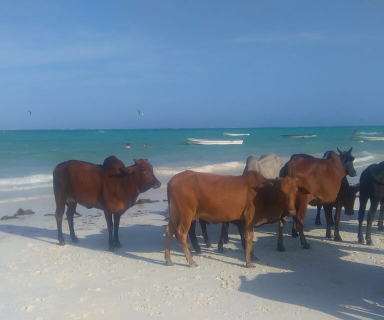 Les plages de la Tanzanie
