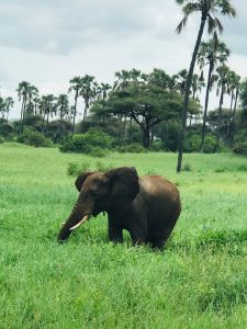 Parc national de Tarangire en Tanzanie