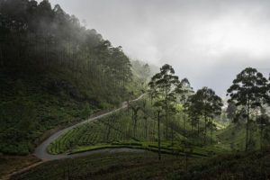 Plantations de thé du Lipton’s Seat au Sri Lanka