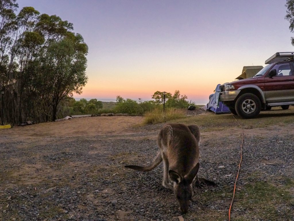 Kangourou en Australie