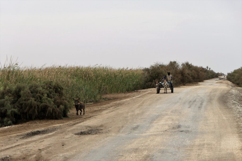 Les animaux sauvages sur le bord de la route