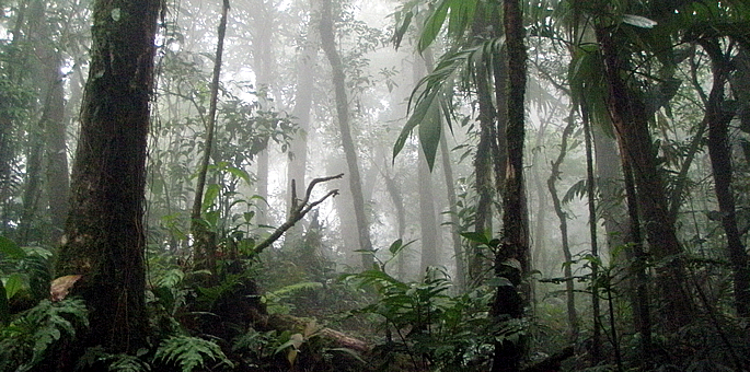 Au cœur de la forêt des parcs nationaux du Costa Rica