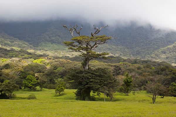 Vue des arbres dans l'un des parcs nationaux du Costa Rica