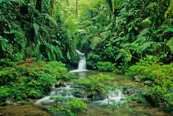 Rivière dans la forêt dans un parc national du Costa Rica