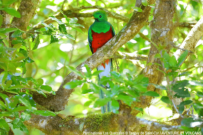  Quetzal au milieu d'un arbre 