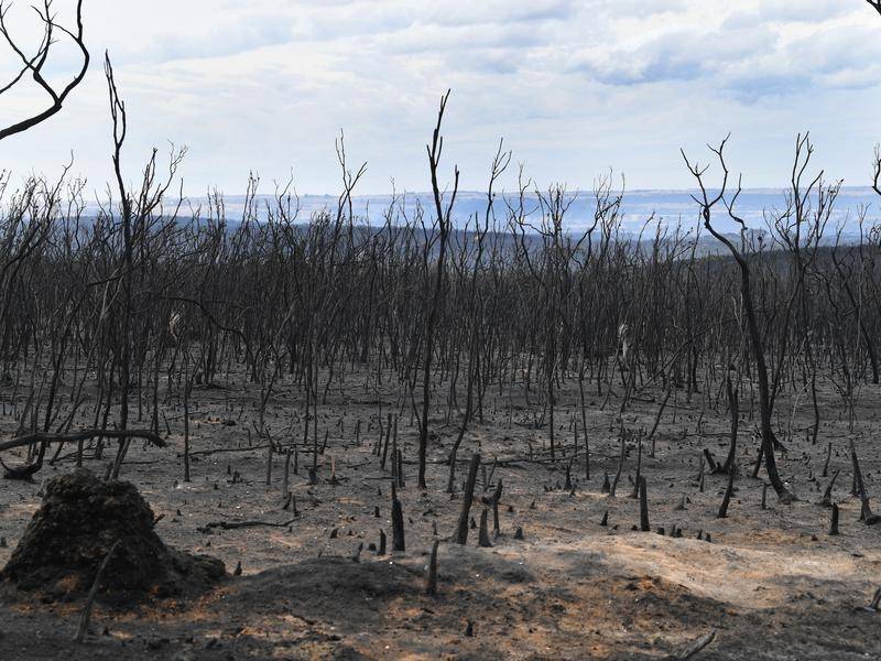 incendies en Australie