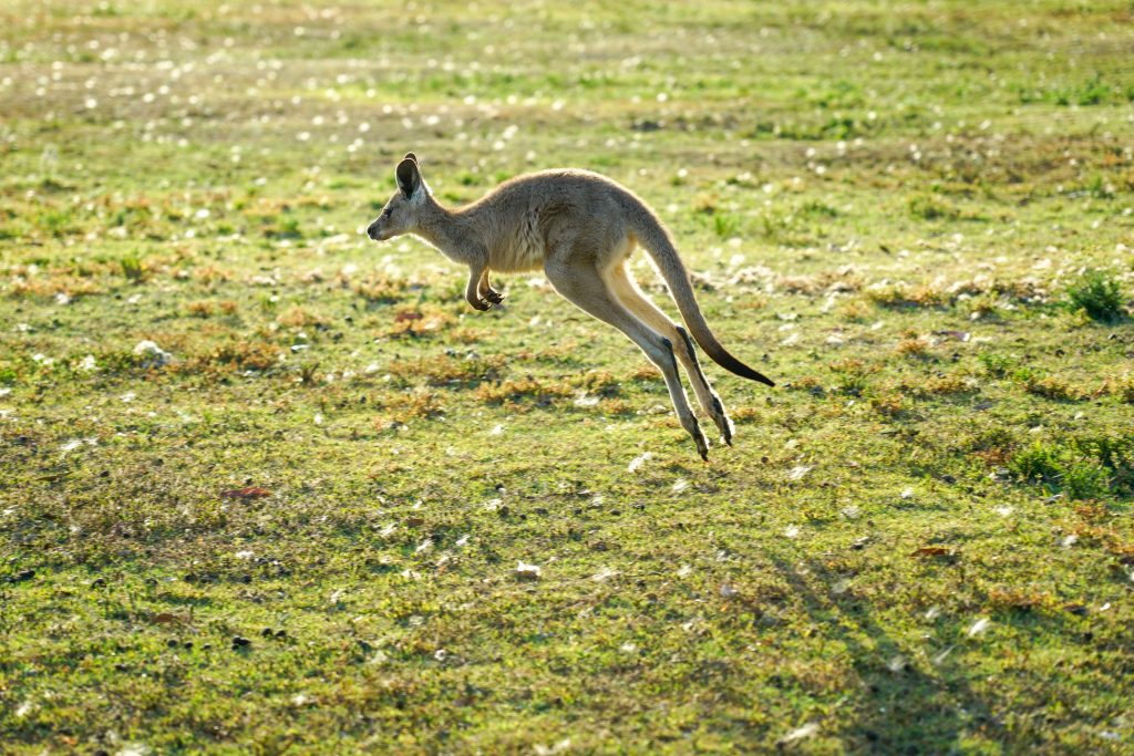 kangourou en Australie