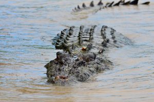 Les crocodiles d'Adélaïde River