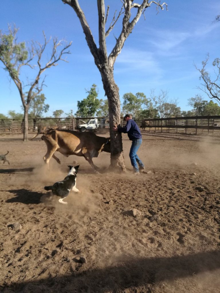 Attraper un buffle sauvage en Australie