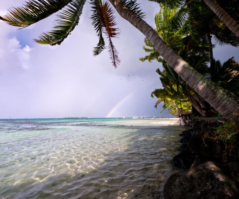 Tipaniers Moorea