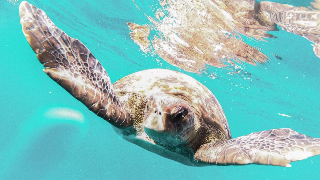 La vie sauvage aux îles Canaries