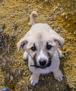 Être attentif en voyageant avec un chien en camping-car & van