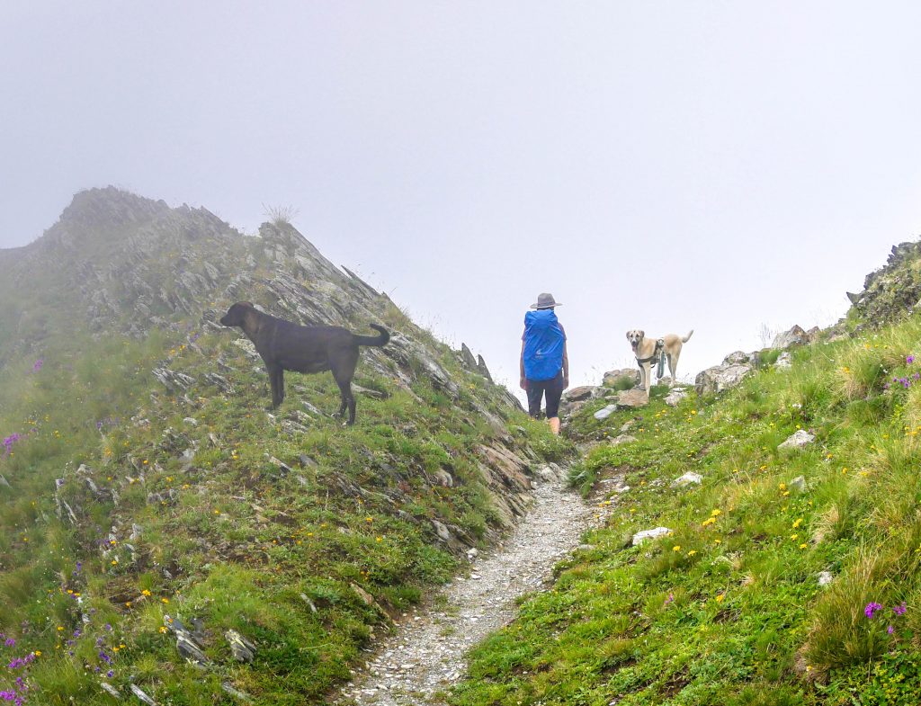 Voyager avec son chien en camping-car & van dans un parc national