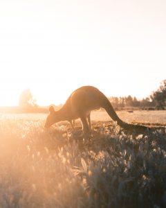 Kangourou Australie Agriculture