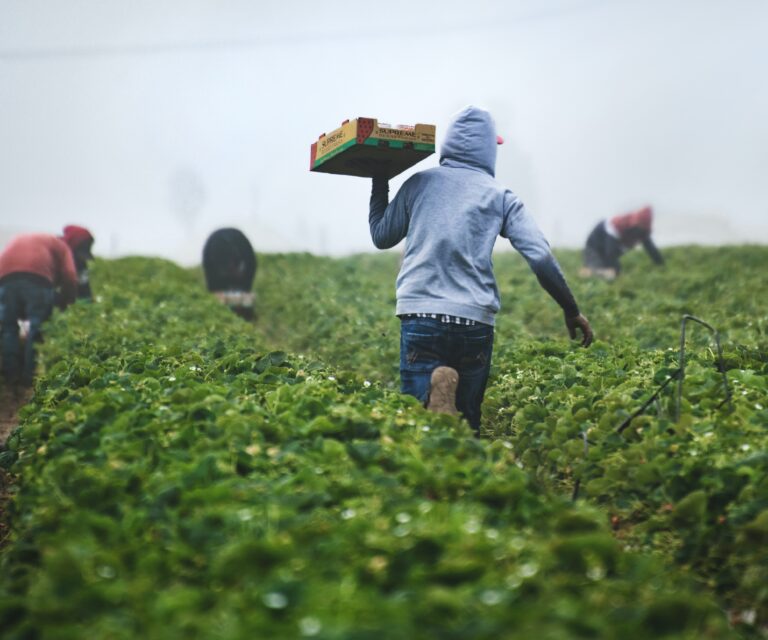 Harvest picking