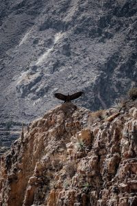 randonnée Pérou Aigle Canyon de Colca