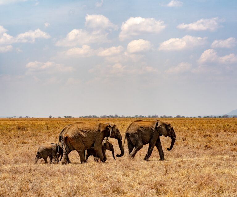 digital nomade en Tanzanie