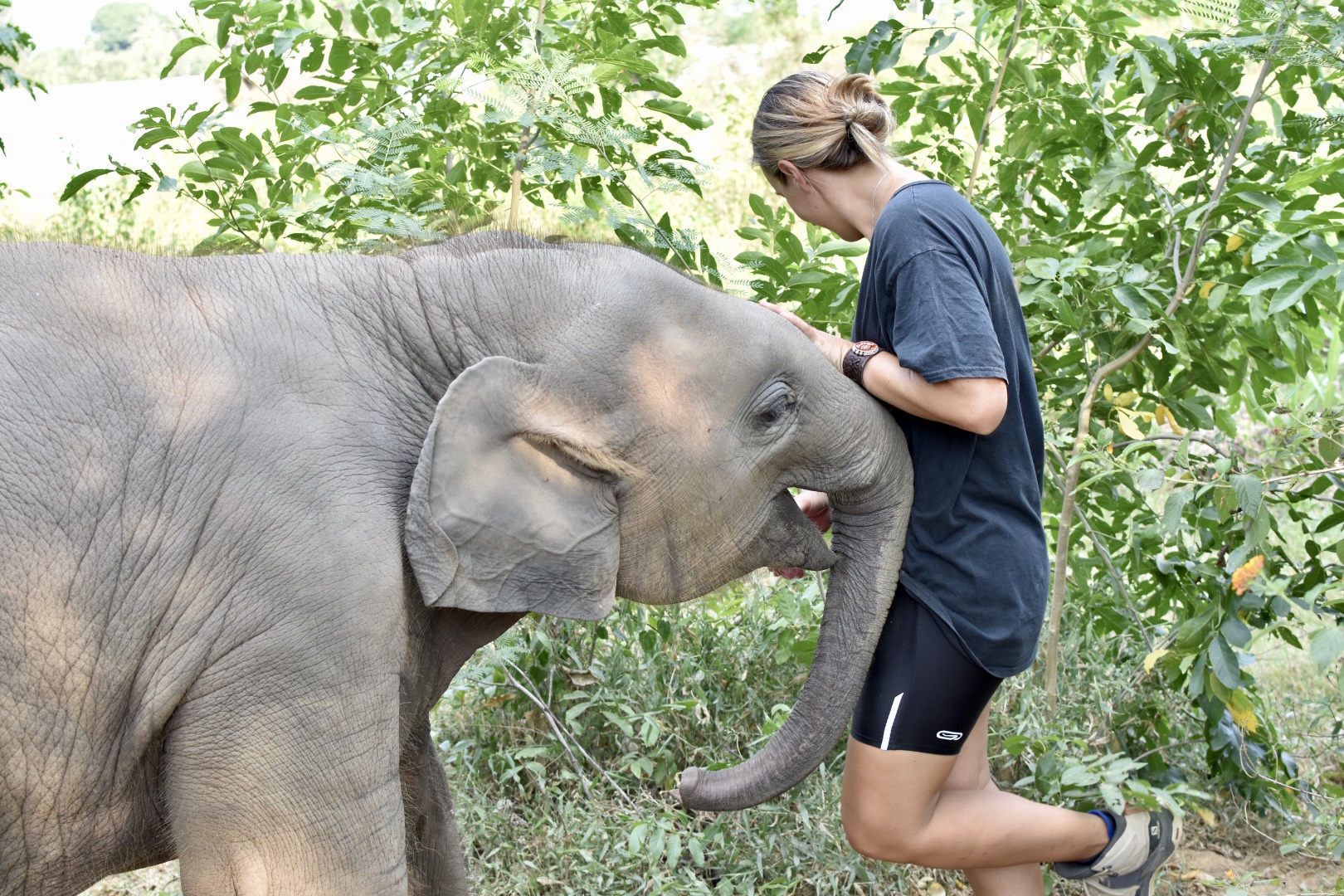 éléphants en Thaïlande