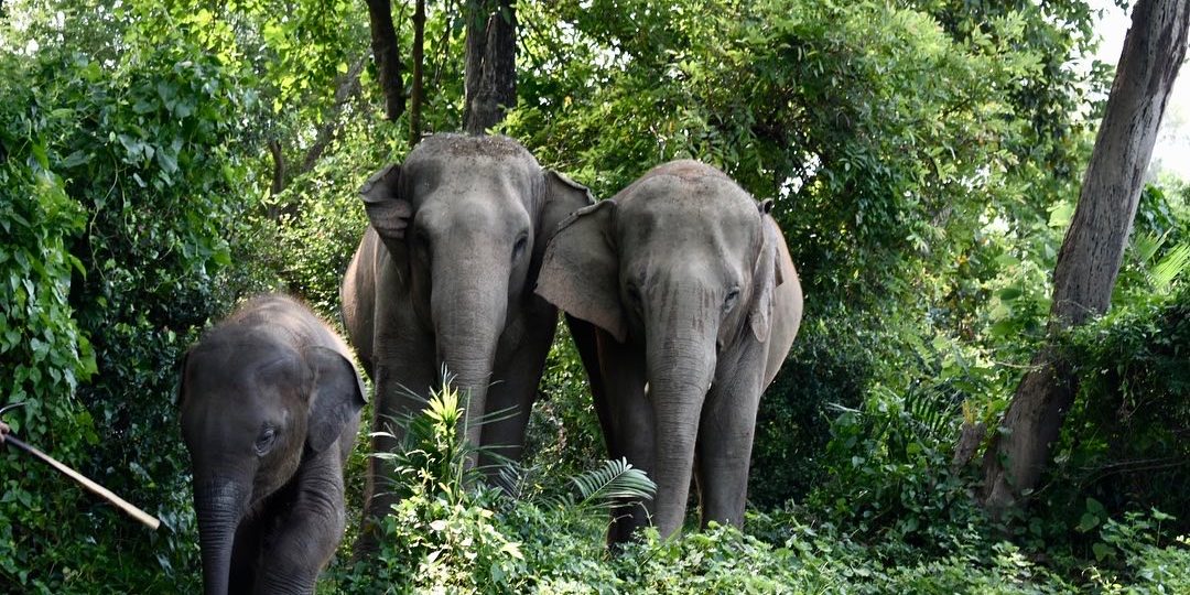 éléphants en Thaïlande, chez Baan Mama