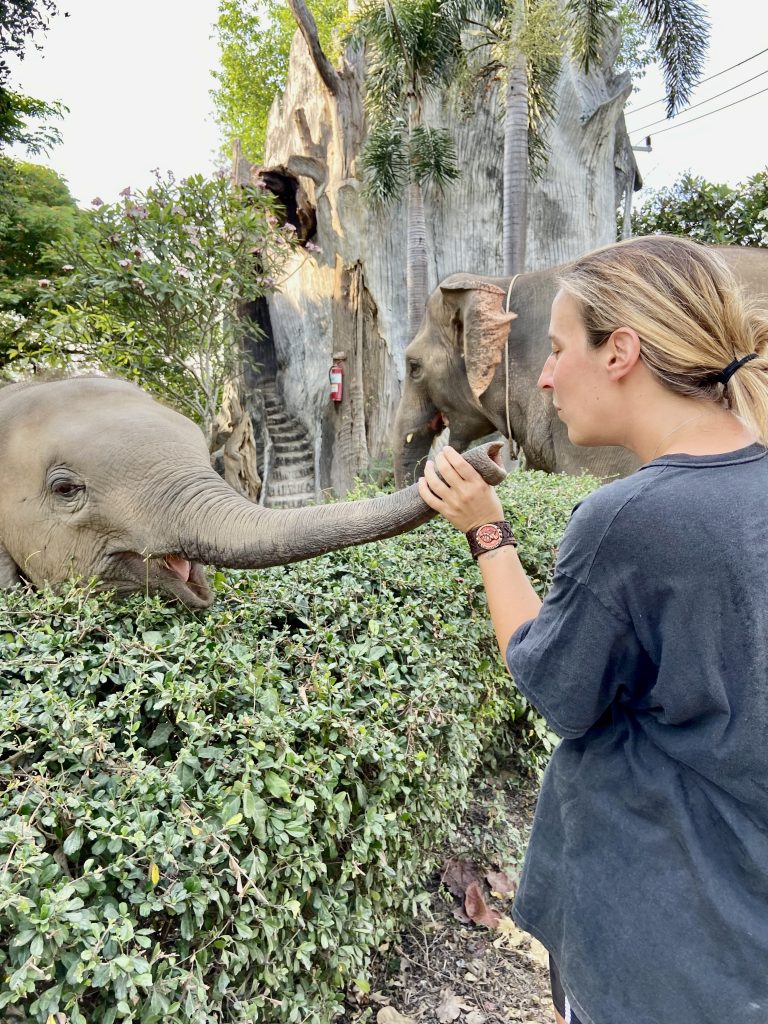 éléphants en Thaïlande