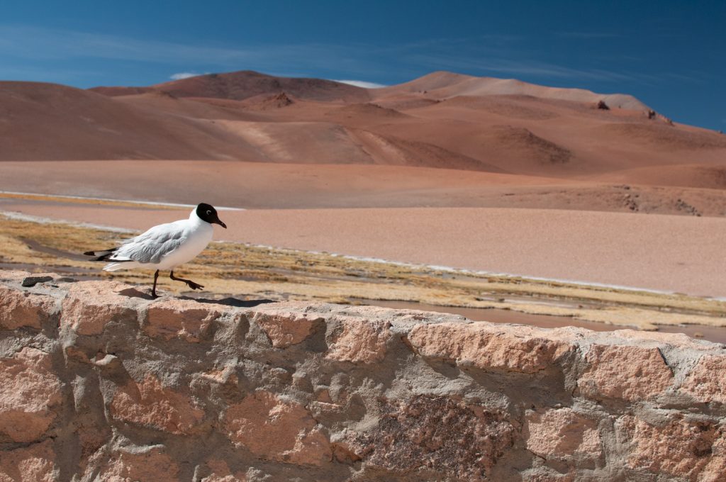 Les paysages du désert d'Atacama