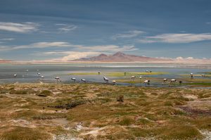 La vie sauvage du désert d'Atacama