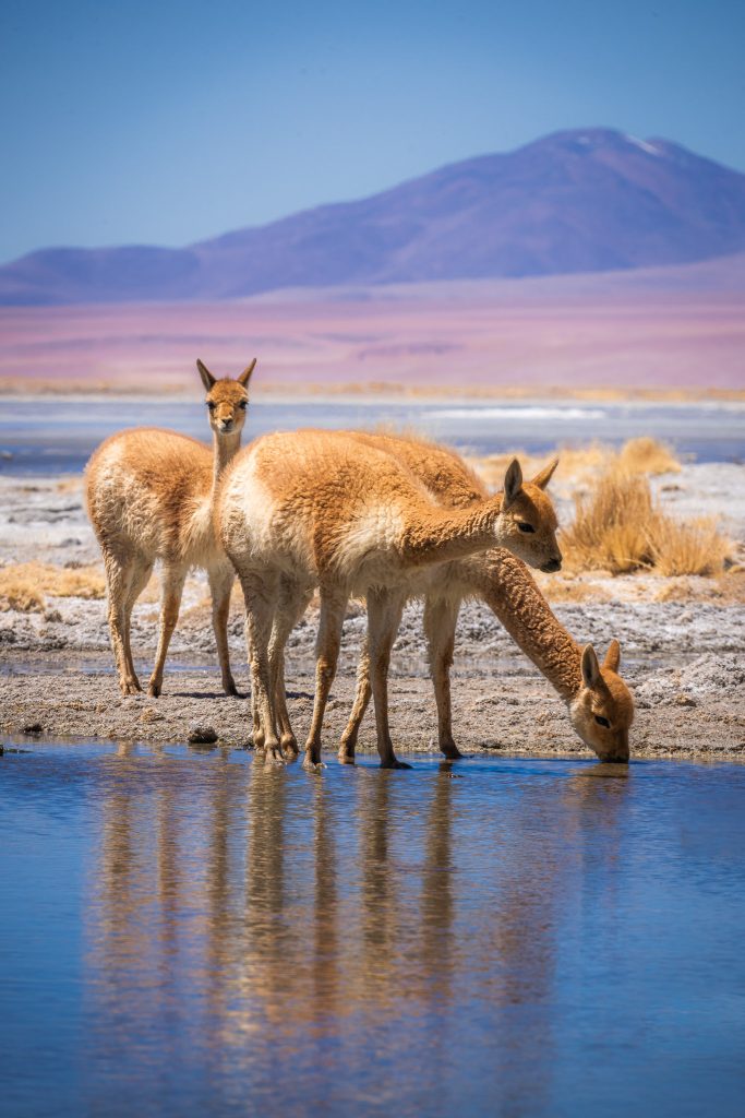 Les alpacas aperçues en Bolivie en vélo