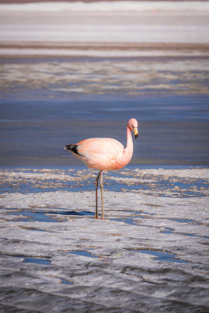 La vie sauvage au Salar d'Uyuni