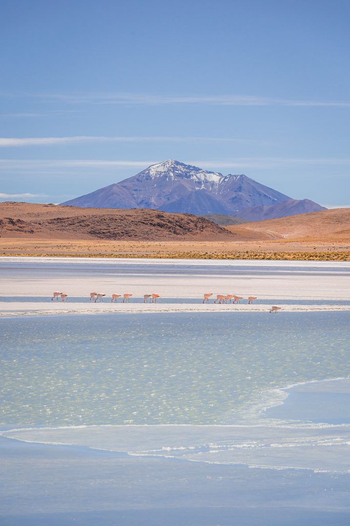 Bolivien en vélo : de désert et ses animaux