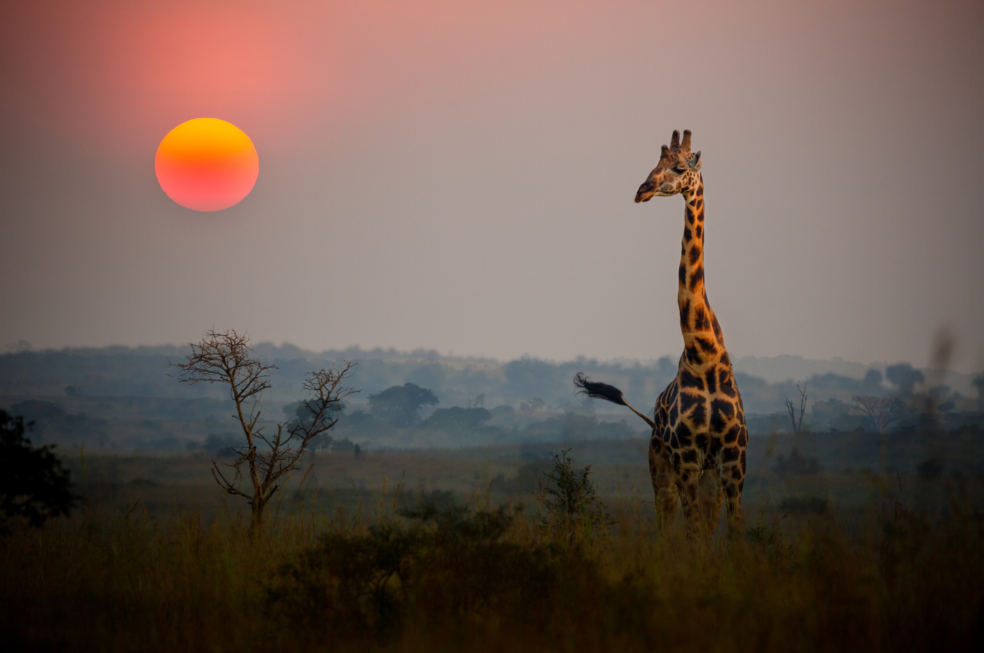 Tanzanie savane