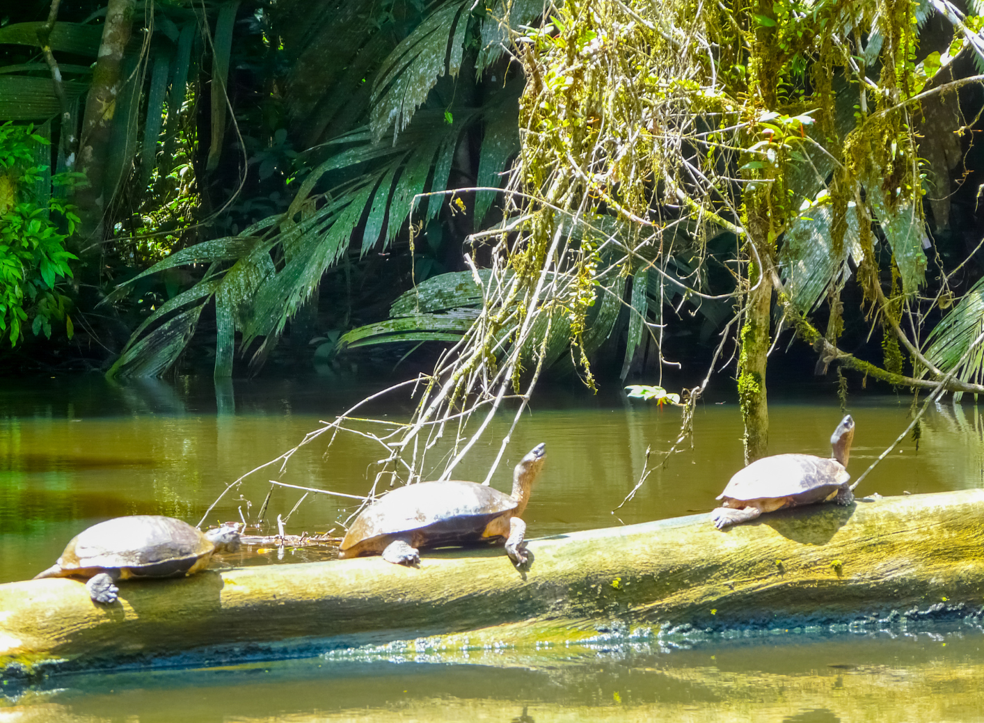 Tortuguero -Costa Rica