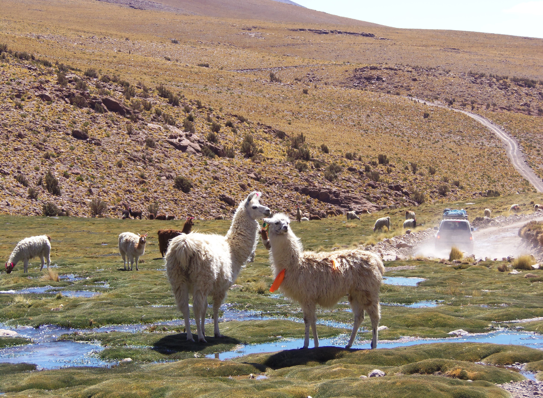 Bolivie