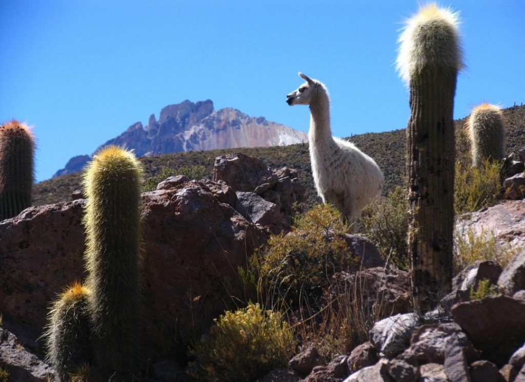 Bolivie animaux